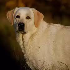 Maybe you would like to learn more about one of these? Is 800 A Reasonable Price For A Black Labrador Puppy If Its Parents Are Both Akc With All Papers Quora