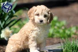 Puppy Finder Find Buy A Dog Today By Using Our Petfinder Puppy Finder Cockapoo Puppies Cockapoo Puppies For Sale
