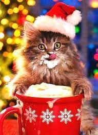Pin By Ni Ni Win On Merry Christmas Christmas Cats Christmas Kitten Christmas Animals