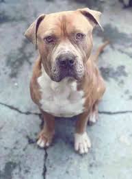 It's why they are bred for guard dog reasons, but naturally make terrible guard dogs, and when owners figure that out, they are neglected. Mastiff Mixed With Pitbull Should You Adopt A Pitbull Mastiff Mix Photos Your Mastiff