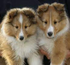 Shetland sheepdog shelties miniature sheltie puppy puppies playing funny dog. Mahogany Sable Sheltie Oups Dog Sheep Dog Puppy Shetland Sheepdog Puppies Sheltie Puppy