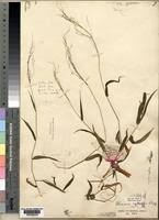 Image result for Panicum calvum