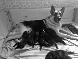 Warning take the dog to a veterinarian if it is more than 69 days past conception, the mother strains for over an hour without producing another pup, or if labor goes on longer than eight hours. When Mother Dogs Need Birth Assistance Tuftsyourdog