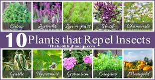 Did you go from cold, windy days to hot weather in a matter of days? Insect Repellent Plants Www Macj Com Br