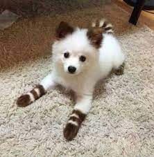 Most shops offer grooming, training, boarding, and veterinary services. Pet Food Close To Me Cheap Buy Online