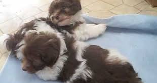 Both breeds havanese and cavaliers have unique traits to offer their. Chocolate Havanese Baby Puppies From Morningstar Valley Farm Are Small Non Shedding Very Loving Lap Dogs Havanese Puppies Havanese Breeders Puppies