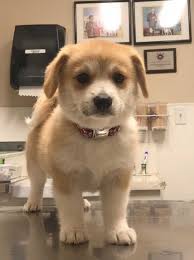 Check spelling or type a new query. Corgi Mix Puppies California The Y Guide