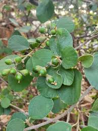 Image result for Cordia monoica