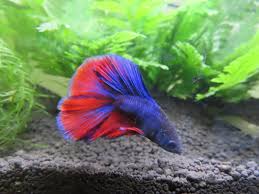 For a betta fish tank, i always recommend a minimum of least 3.0 gallons in size. Betta Fish Tank Singapore Maths Tuition