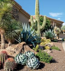 If you reside in one of the states listed, your order cacti do well in small pots. Pruning Cacti And Succulents Phoenix Home Garden