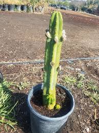 They are susceptible to fungal diseases if paying for your san pedro cactus we use payfast on our website. San Pedro Cactus For Sale In Ontario Ca Offerup