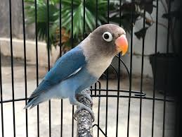 Worksheet anak paud rumah bunda. Binatang Peliharaan Burung Cinta Lovebird Steemkr