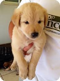 Select category golden retriever breeders (321) golden retriever organizations (0) golden retriever rescue groups (0) Pennigton Nj Golden Retriever Border Collie Mix Meet Avalanche A Puppy For Adoption Golden Retriever Puppy Adoption Golden Retriever Mix Border Collie