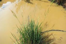 Image result for Oryza longistaminata