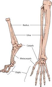 The human leg, in the general word sense, is the entire lower limb of the human body, including the foot, thigh and even the hip or gluteal region. Dog Leg Bones Diagram Best Fusebox And Wiring Diagram Ground Address Ground Address Contentflowservice It