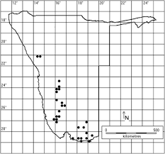 Image result for Pteronia acuminata
