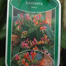 Das immergrüne geißblatt(lonicera henryi) eignet sich als schlingpflanze ideal für mauern, fassaden und vieles mehr. Lonicera Henryi Online Kaufen Immergrunes Gartengeisblatt Henryi