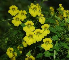 Image result for Meiosperma bracteatum