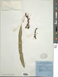 Image result for Lepisorus excavatus