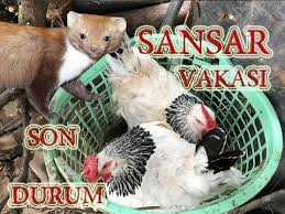 Sansarlar Hakkinda Merak Edilen Bilgiler Youtube