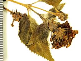 Image result for Lantana moldenkei