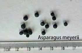 Asparagus densiflorus 'myersii' (foxtail fern). Asparagus Densiflorus Meyerii Seeds