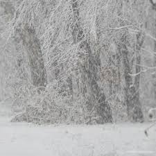 Always somewhat late for christmas, but it's still blooming as of march 9. Welcome To Marjan S Winterblog I M From The Netherlands And I Love Winter You Ll Find Only Winter Here For Chris Snow Gif Nature Pictures Nature Photography