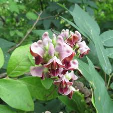 Image result for Fabaceae subfamily Papilionoideae