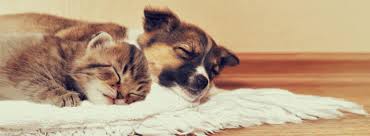 Pet adoption, spay neuter and microchip clinics to name a few. Adopt A Dog Or Puppy Rescue Humane Society Of Charlotte