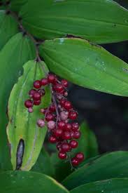 Image result for Exochaenium pumilum