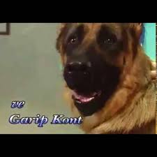 En Iyi Turk Dizi Oyuncusu Garipkont Arkasokaklar Diziler Doggo Germanshepard Casting Dogs In 2020 Instagram Animals Dogs