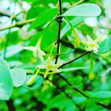 Image result for Synaptolepis