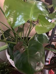 Check spelling or type a new query. Dry Brown Spots Help Please Monstera
