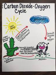 Science The Carbon Dioxide Oxygen Cycle Carbon Dioxide Oxygen Cycle Carbon Cycle Cycle For Kids