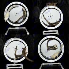 Diy Sugar Glider Wheel Tutorial Updated Tsugie S Sugar Gliders