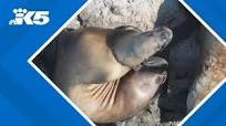 Washington sea lion saved from plastic tie around neck