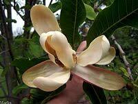 Image result for Magnoliaceae