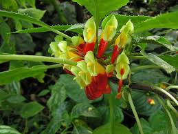 Image result for Impatiens niamniamensis