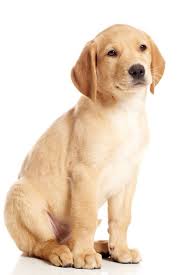 Many of our precious babies have grown up and are. A Goldador Puppy Dog Isolated On White Goldenretriever Golden Retriever Goldador Puppy Labrador Retriever