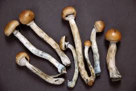 Place them in a grinder (either coffee or herb grinder) to make a fine powder. Magic Mushroom Drug Lifts Depression In Human Trial Scientific American