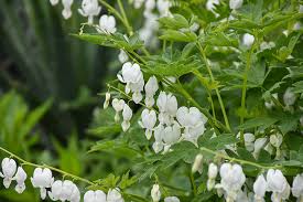 Image result for Dicentra spectabilis alba