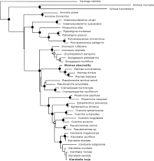 Image result for Annickia