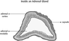 Adrenal Gland Hormones Canadian Cancer Society