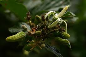 Image result for Grewia sulcata