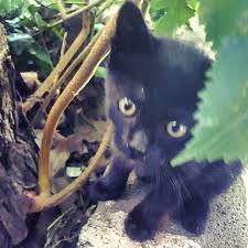 Kara Bir Kiz Buldum Saklanmis Ufacik Bisi Kitty Cat Cute Kediyavrusu Kedi Masum Siyah Black By Ozanozlem Kedi Kizlar Siyah
