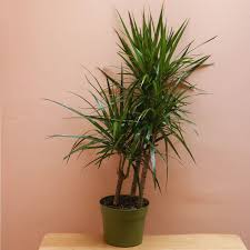 Image result for dracaena