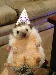 Lustige bilder für geburtstagskarte beautiful lustige tiere bilder auf memesbams besten witzige. Bilder Von Glucklichen Tieren Die Ihren Geburtstag Feiern Lustige Bilder