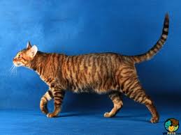 Toyger cats usa is a group of us and international breeders following in the footsteps of founder. Toyger Cat Breed Information Uk Pets