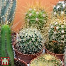 It tastes just like the stuff at bp! Cactus Mix House Plant Seeds Thompson Morgan