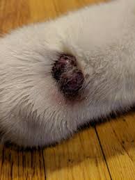 Don't panic if you find a lump. I Was Wondering If My Dog Has Skin Cancer He Has This Bump On His Foot That Appeared About 2 3 Weeks Ago And It Got Bigger The Petcoach
